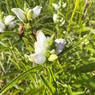 Chelone glabra has white flowers
