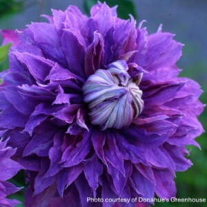 Clematis x Regal® Diamantina™ 'Evipo039'