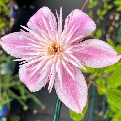 Clematis Empress has pink flowers