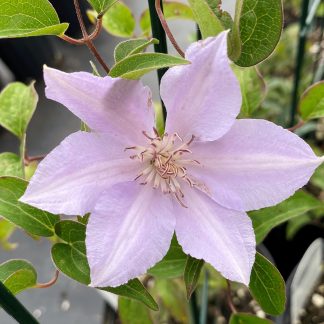 Clematis Filigree has lilac flowers