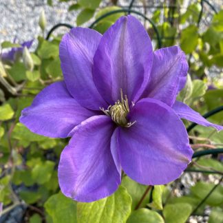 Clematis Lady Northcliffe has blue flowers