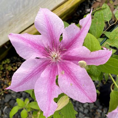Clematis Rosalie has pink flowers