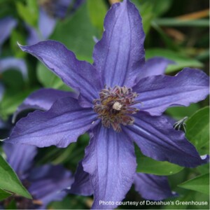 Clematis x Sapphire Indigo™ ‘Cleminov51’