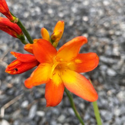 Crocosmia Orange Pekoe has orange flowers