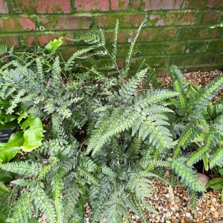 East Indian Holly Fern has green and gold leaves