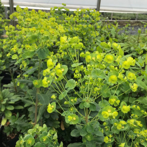 Euphorbia amygdaloides var. robbiae (Wood Spurge)