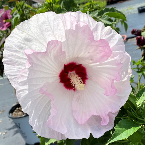 Hibiscus Ballet Slippers has white flowers