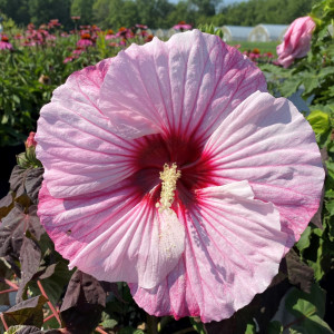 Hibiscus x Summerific®'Perfect Storm' (Rose Mallow)