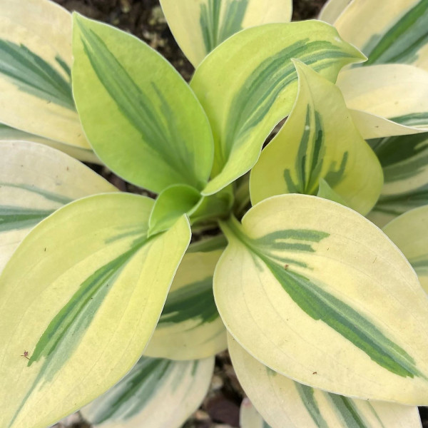 Hosta Cameo has green and white leaves