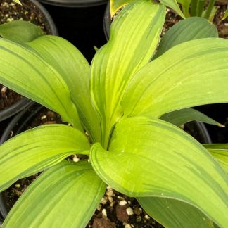 Hosta First Dance has gold leaves