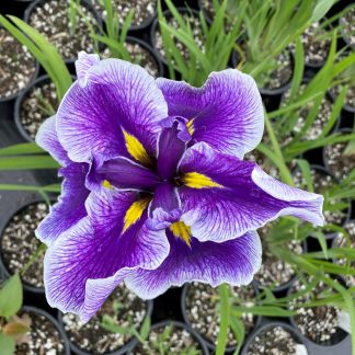 Iris Crystal Halo has purple flowers