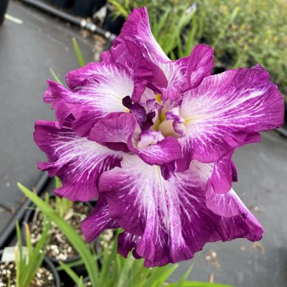 Iris Lion King has purple and white flowers