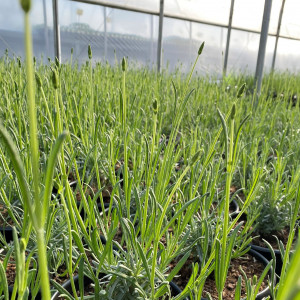 Lavandula x intermedia Phenomenal® 'Niko' (Lavender)