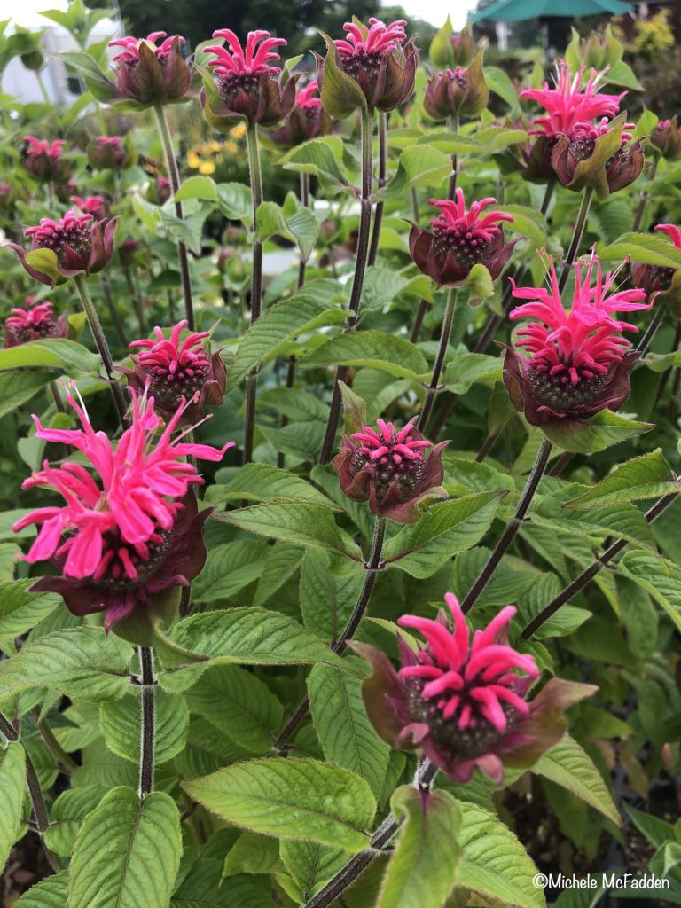 Long-tongued bees should have access to tubular flowers like Monarda.