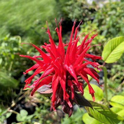 Monarda Jacob Cline has red flowers