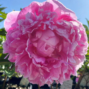 Paeonia 'Dr. Alexander Fleming' (Garden Peony)