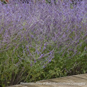 Perovskia atriplicifolia 'CrazyBlue' (Russian Sage)