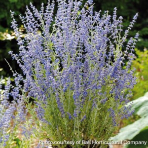 Perovskia atriplicifolia 'Little Spire' (Russian Sage)