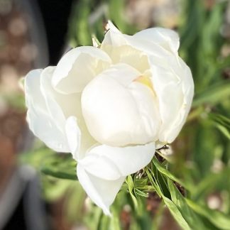 Paeonia Allan Rogers has white flowers