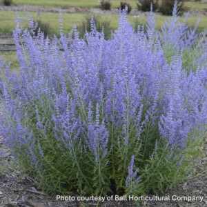Perovskia atriplicifolia 'Blue Jean Baby' (Russian Sage)