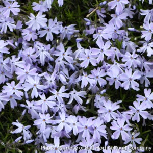 Phlox subulata ‘Emerald Blue’ (Moss Phlox)