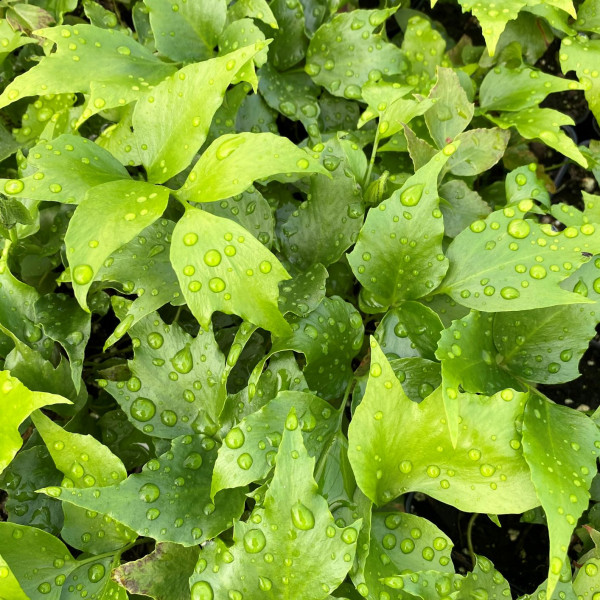 Cyrtomium falcatum 'Rochfordianum' (Rochford Holly Fern) - Image 2