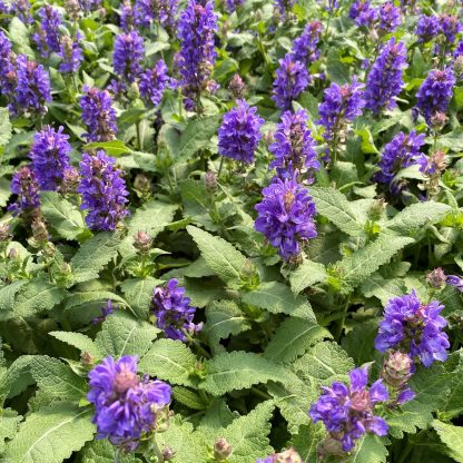 Salvia Blue Marvel has violet flowers