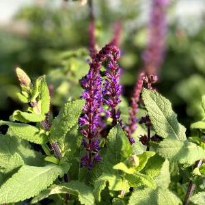 Salvia nemorosa 'Caradonna' (Sage)