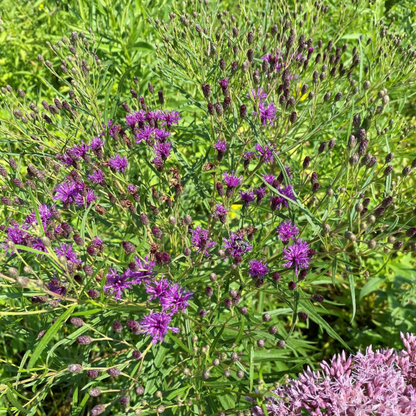 Vernonia Iron Butterfly has purple flowers
