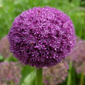 Allium x 'Ambassador' (Ornamental Onion)