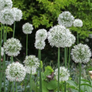 Allium stipitatum 'Mount Everest' (Ornamental Onion)