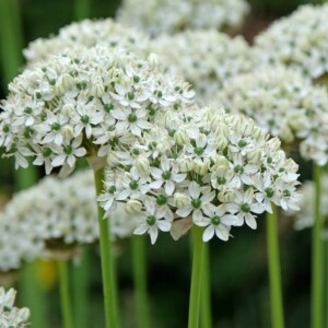 Allium nigrum (Black Garlic)