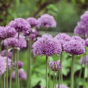 Allium x 'Pinball Wizard' (Ornamental Onion)