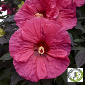 Hibiscus x Summerific® 'Evening Rose' (Rose Mallow)