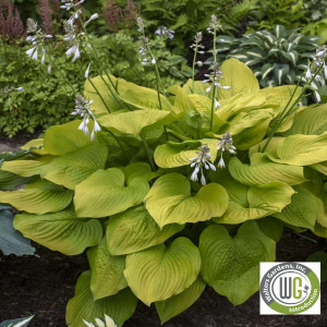 Hosta x 'Age of Gold'