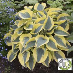 Hosta x Shadowland® 'Autumn Frost'