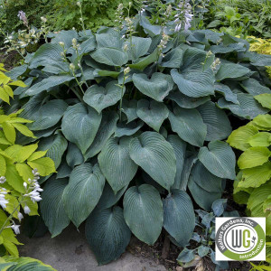 Hosta x 'Blue Angel'