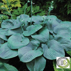 Hosta x 'Humpback Whale'