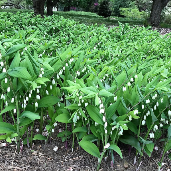 Polygonatum biflorum has white flowers