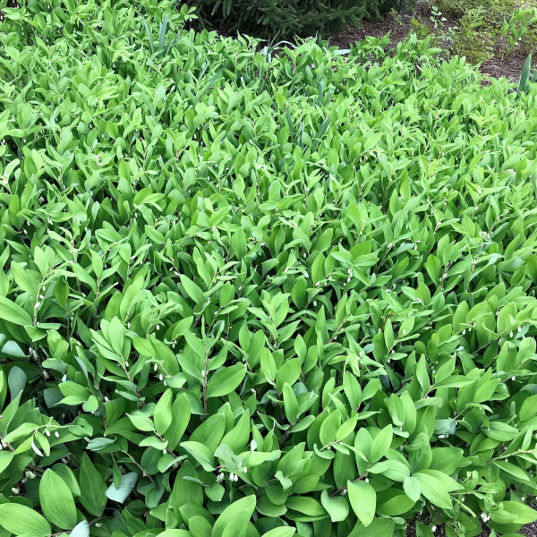 Polygonatum biflorum (Solomon's Seal) - Image 2