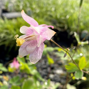 Aquilegia canadensis 'Pink Lanterns' (Columbine)