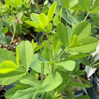 Baptisia Cherries Jubilee has maroon flowers