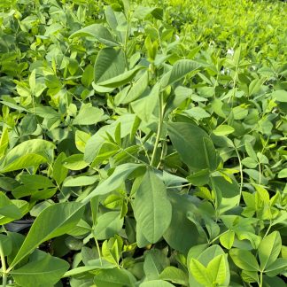 Baptisia Dark Chocolate has almost black flowers