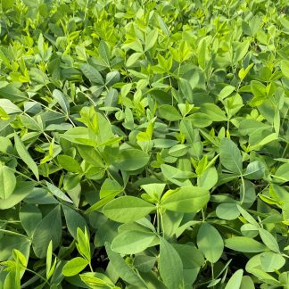 Baptisia Deluxe Pink Lemonade has yellow and raspberry flowers