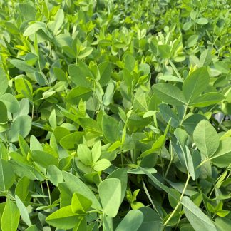 Baptisia Deluxe Pink Truffles has pink flowers