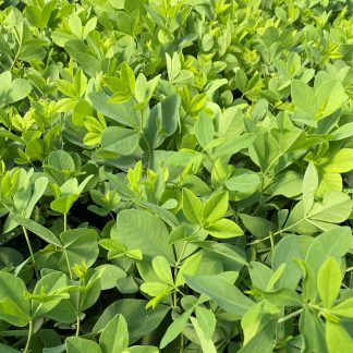 Baptisia Sparkling Sapphire has violet flowers