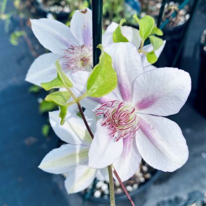 Clematis Corinne has white and pink flowers