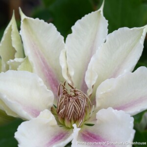 Clematis x Boulevard® Corinne™ ‘Evipo063’