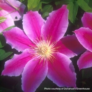 Clematis x 'Dr. Ruppel'