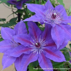 Clematis x Boulevard® Edda™ ‘Evipo074’ 